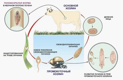 Основной хозяин